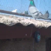 فروش کبوتر توافقی|پرنده|چهارباغ, |دیوار