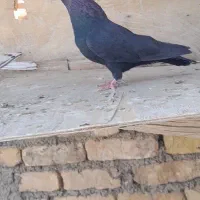 کفتره ببهونی بزن|پرنده|شیراز, شهرک گلها|دیوار