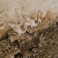 کبوتر|پرنده|شیراز, کفترک|دیوار
