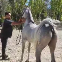 نریان عرب دوسر خارجی پدر سیف الریان مادر واردا.تی|اسب و تجهیزات اسب‌سواری|همدان, |دیوار