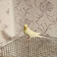 مرغ عشق ماده ۳۰۰ تومان دونه ای|پرنده|اهواز, پردیس|دیوار