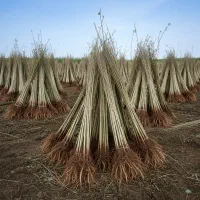 نهال صنوبر اقتصادی و سودآور|گل و گیاه طبیعی|ساوه, |دیوار