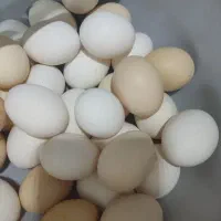 تخم مرغ محلی
