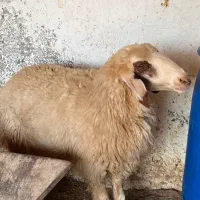 گوسفند عراقی