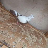 همه کبوتر ها سالم ب شرط