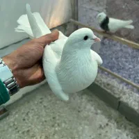 کبوتر سفید