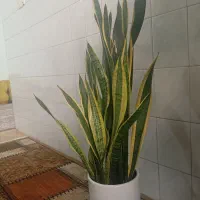 گل سانسوریا ارزان