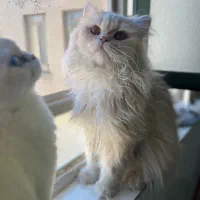 گربه بریتیش اصیل