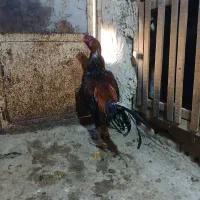 فروش خروس لاری|پرنده|تهران, فلسطین (میدان انقلاب)|دیوار