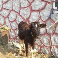 ۱راس لیشه عروسک   گاو ورزا|حیوانات مزرعه|رشت, حومه رشت|دیوار