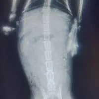 گربه|حیوانات|تبریز, |دیوار