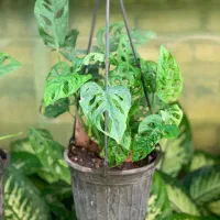 گلخونه پاچیرا