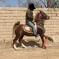 اسب پانسیون
