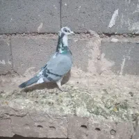 جفت جلک نرفوری