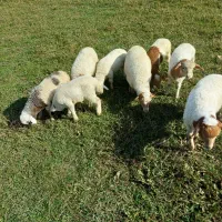 ۸ راس بره علفخوار نر|حیوانات مزرعه|ماسال, |دیوار