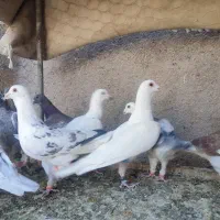 فروش کبوتر المانی موقعیت کاشمر|پرنده|مشهد, هفده شهریور|دیوار
