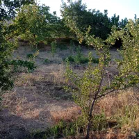 باغ درخت ثمردار