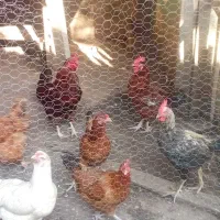تعدادی مرغ خروس اردک اسرائیلی مرغا همه تخم گذارن