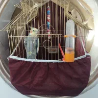 عروس هلندی