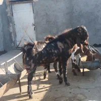 بز نر اصیل پاکستانی|حیوانات مزرعه|زاهدان, |دیوار