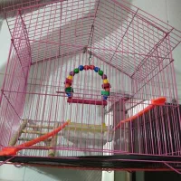 قفس عروس هلندی