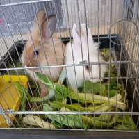 دوتا خرگوش سرحال نروماده باقفس|موش و خرگوش|سنندج, |دیوار