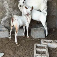 بزغاله قشنگ