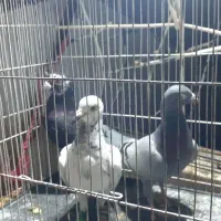 سه عدد کفتر معاوضه با سار ماده