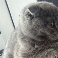 واگذاری گربه اسکاتیش|گربه|صدرا-فارس, فاز ۱|دیوار