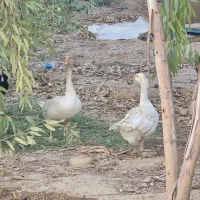 غاز جوان و چک و فرض