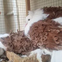 کبوتر جکسون|پرنده|ساری, |دیوار