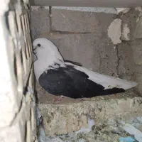 کفتر.کبوتر