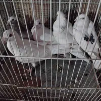 کفتر غریبه|پرنده|نیشابور, قلعه نو|دیوار