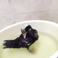 یک عددجوجه اردک مسکویی|حیوانات مزرعه|کرج, کوی امامیه|دیوار