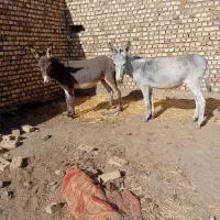 الاغ زایده|حیوانات مزرعه|نیشابور, خیام|دیوار