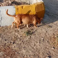 سگ جک راسل تریر شکاری|سگ|شیروان (خراسان), |دیوار