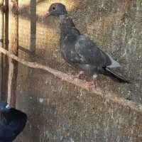 سه عدد کبوتر فروشی|پرنده|قم, باغ کرباسی|دیوار