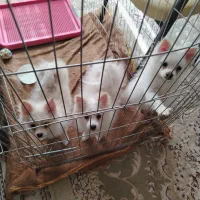 فروش سگ پامر سه ماه|سگ|نجف‌آباد, شهید رجایی|دیوار