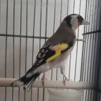 سهره ماده جوجه تویسرکان|پرنده|پردیس, فاز ۹|دیوار