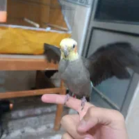 عروس هلندی سخنگو دستی|پرنده|پاکدشت, پاکدشت (مامازند)|دیوار