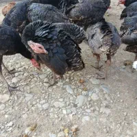 بقلمون|حیوانات مزرعه|ماکلوان, |دیوار