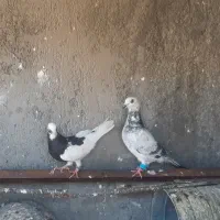 ۷ عدد کبوتر یکجا به فروش می‌رسد