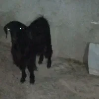 بز نر
