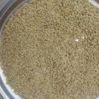 عدس دیم سبز درشت