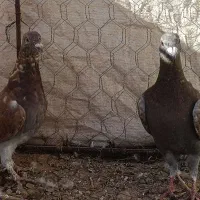 کفتر راعبی و ساتن وقوره گی|پرنده|قائن, |دیوار