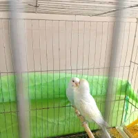 یک جفت مرغ عشق باجوجه|پرنده|اندیمشک, |دیوار