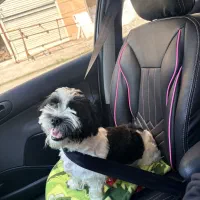 واگذاری شیتزو نر خانگی