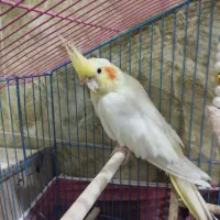 عروس هلندی لوتینو نر|پرنده|بندر ماهشهر, |دیوار