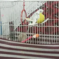 مرغ عشق فوق تضمینی