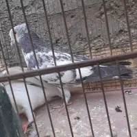 جوجه کفتر|پرنده|تهران, شهرک شریفی|دیوار